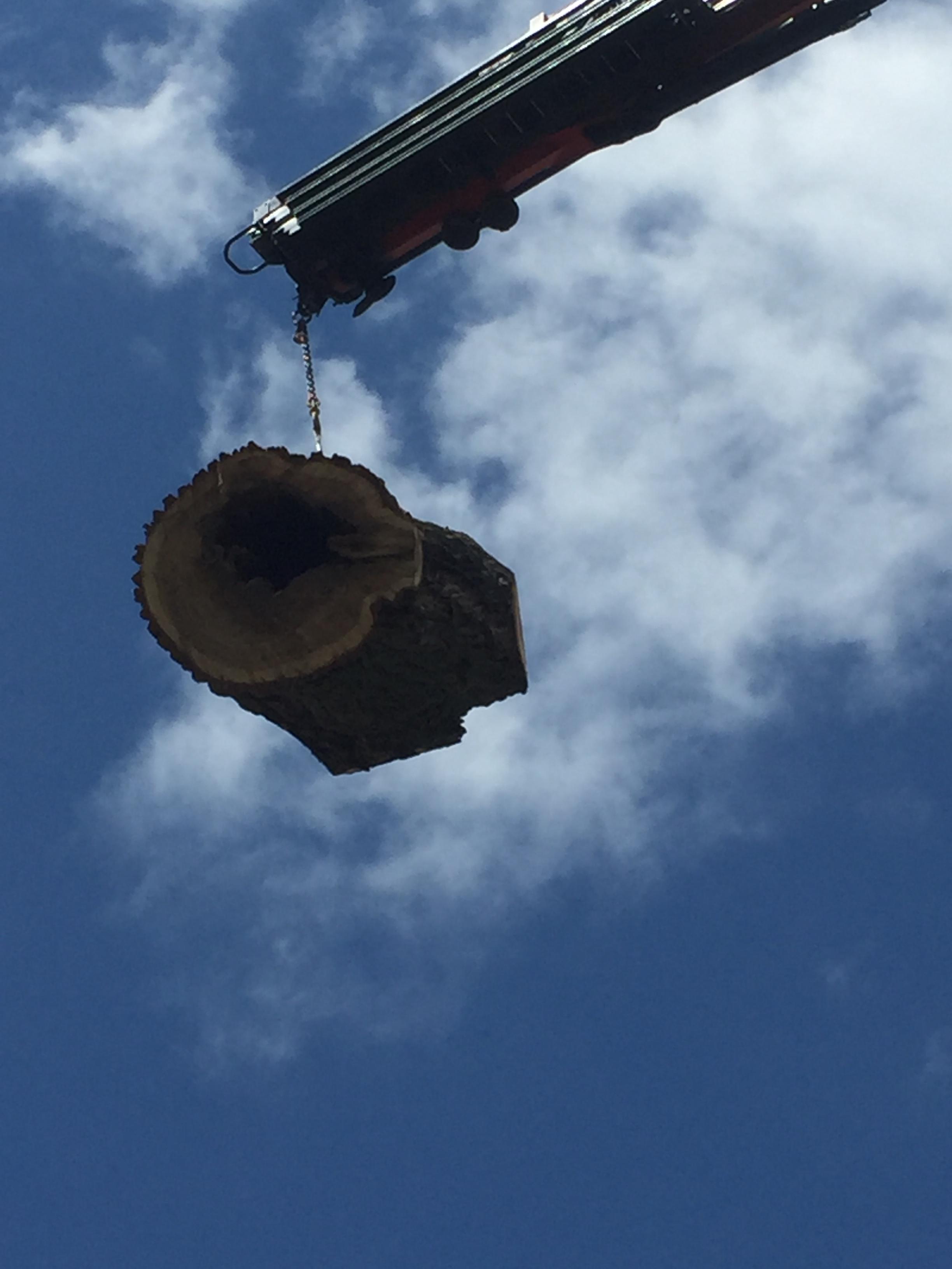 Abattage d'arbre dangereux — SAS POLYVIER Jura